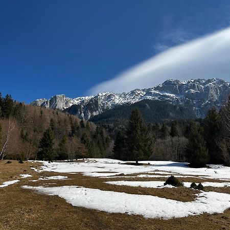 Pensiunea Aliart Zarnesti Luaran gambar